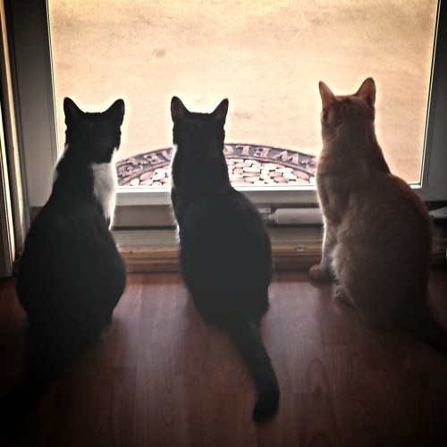 Multi-Cat Households, Housing Multiple Cats